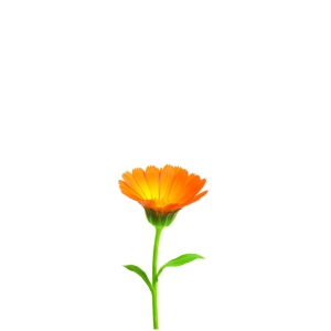 Bilka Collection CALENDULA & Q10 Крем за лице Регенериращ с Коензим Q10 и Невен, 40ml